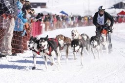 Lenk 2013